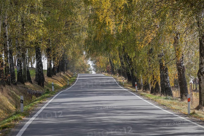 Alley of birch trees in autumn
