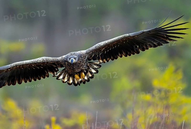 White-tailed eagle, Eurasian sea eagle, erne (Haliaeetus albicilla) hunting juvenile soaring over moorland, heathland in late autumn, winter