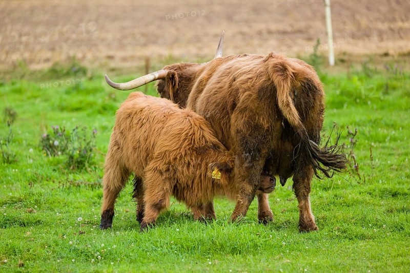 One Highland cow (Bos primigenius taurus) suckling her calf