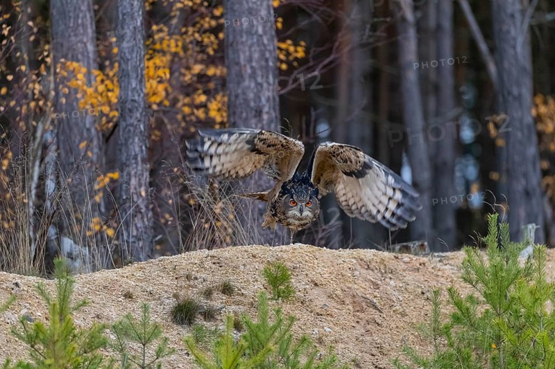 One Eurasian Eagle Owl, Bubo bubo, flying off of a forest edge. A forest in the background