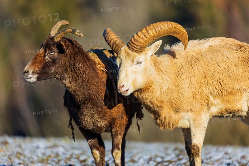 Two snow sheep (Ovis nivicola), or Siberian bighorn sheep stand on a snow covered meadow