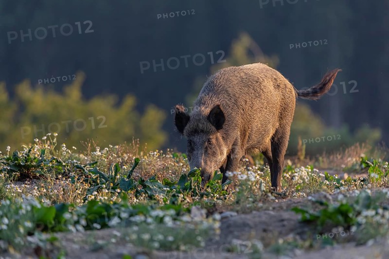 One adult wild boar or wild pig (Sus scrofa) searching for food on a flowering meadow in late afternoon light with a forest in first autumnal colours in the background
