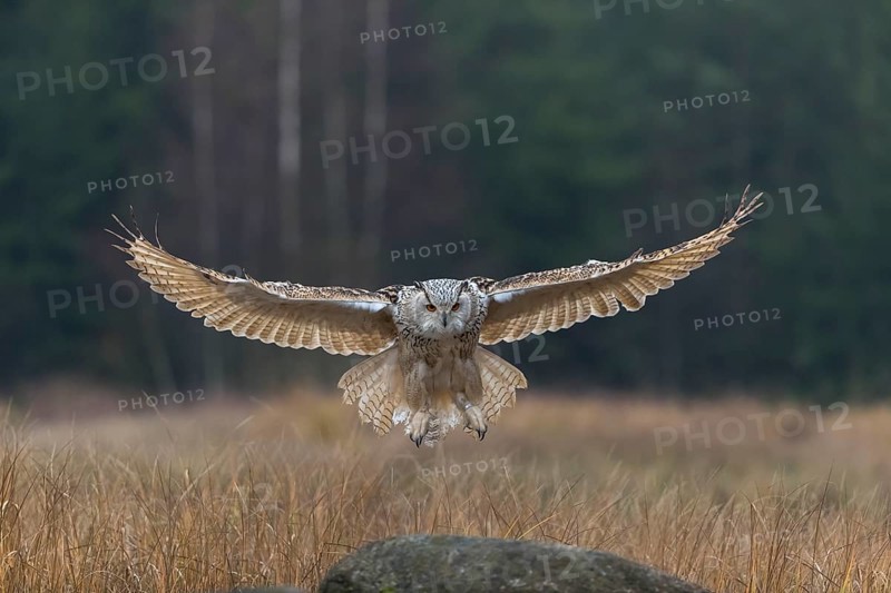 One Siberian Eagle Owl (Bubo bubo sibiricus) landing on a rock between tall reed grass lakeshore on an autumnal misty cold morning