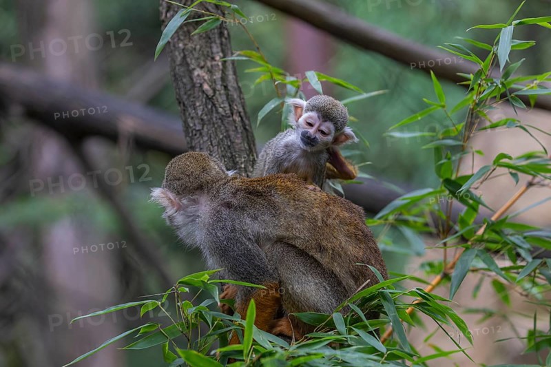 One female Central American squirrel monkey, Saimiri oerstedii, carrying her baby. Green vegetation around