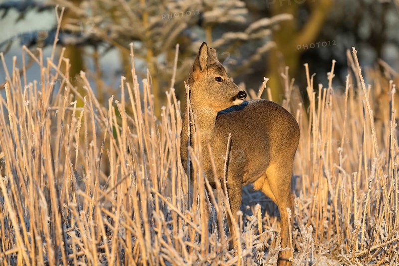 Roe deer standing in hoar frosted dead stinging nettle at minus 15 °C at sunrise. Trees and dead stinging nettle in background