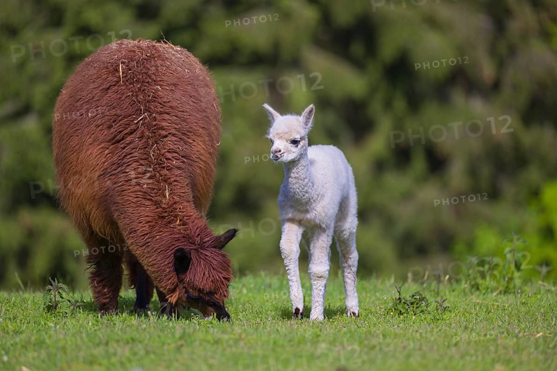 One brown female Alpaca (Vicugna pacos) stands with her young on a fresh green meadow . A green forest in the distant background