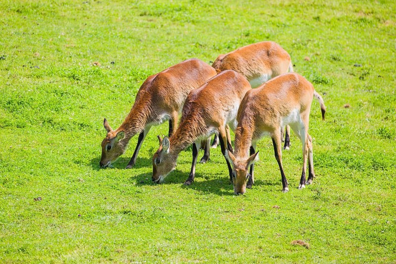 A group of four female Lechwe Waterbucks, Kobus leche, graze on a green meadow