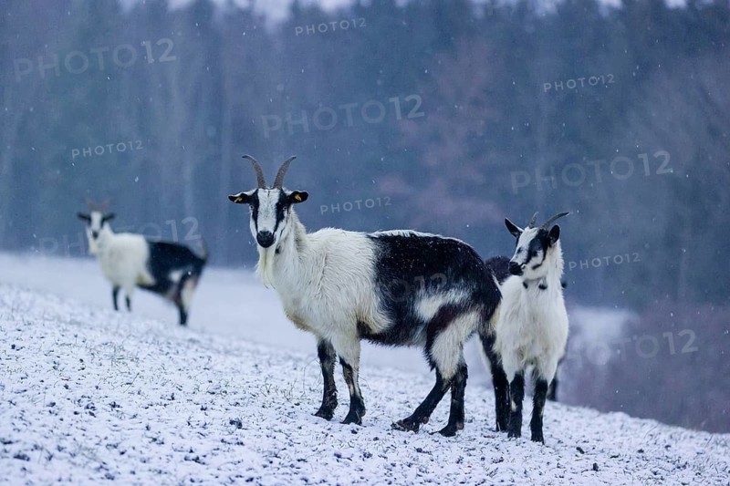 Three peacock goats (Capra aegagrus f. hircus) stand on a snowy meadow during snowfall. A forest is in the distant background