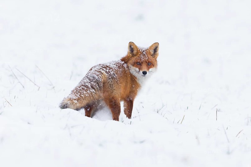 Red fox (Vulpes vulpes), on a snow covered field in the winter, looking over its shoulder, alert, its fur covered in snow and frost, Hesse, Germany, Europe