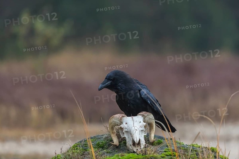 One common raven (Corvus corax) standing on a rock, searching for food on a ram skull. On a dry lakeshore on an autumnal misty cold morning