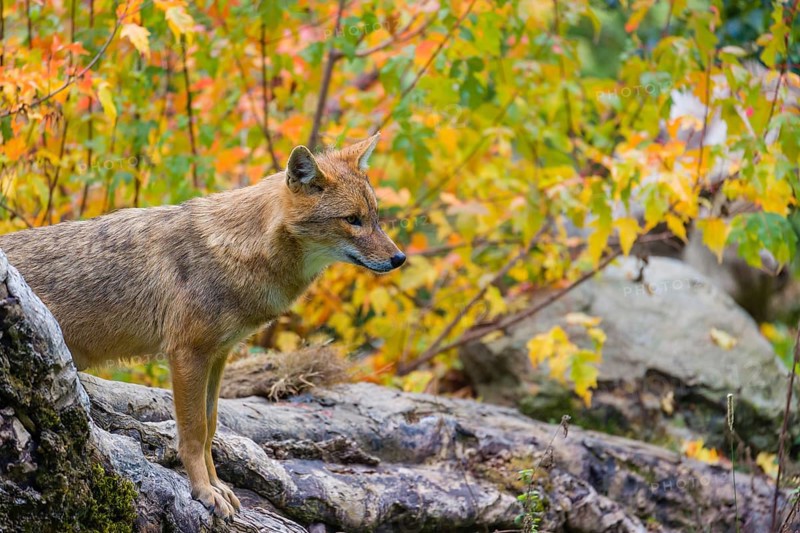 One golden jackal (Canis aureus) stands on a fallen tree trunk. Behind him is a tree in intense autumn colours