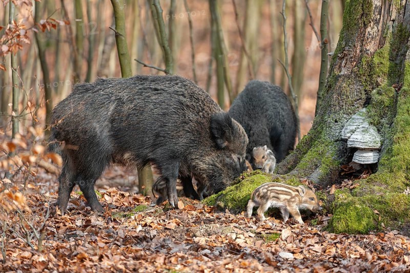 Wild boar, wild boar (Sus scrofa), bucks with young boars foraging in the forest, Germany, Europe