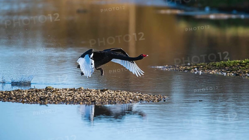 Black Swan, Cygnus atratus, bird in flight over winter marshes
