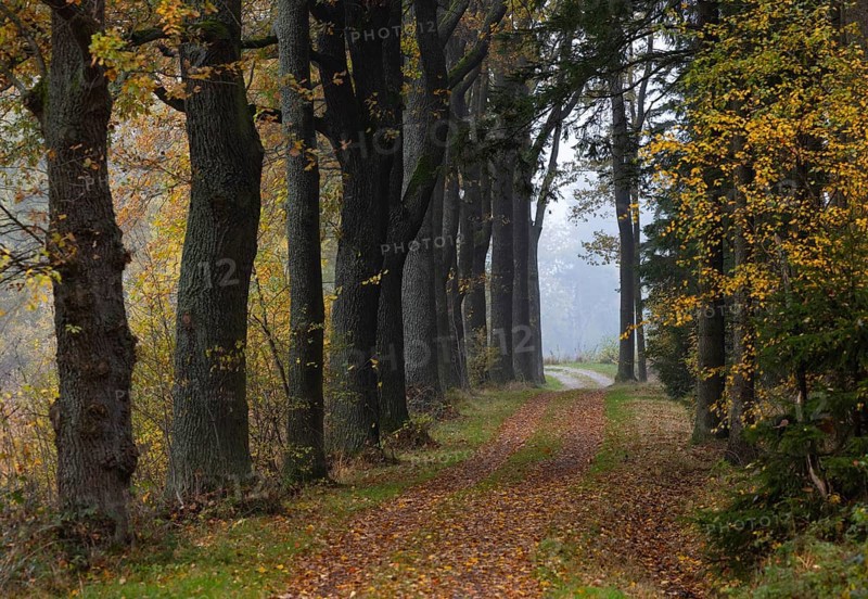Oak avenue with morning mist in autumn, Gmünd, Waldviertel, Lower Austria, Austria, Europe