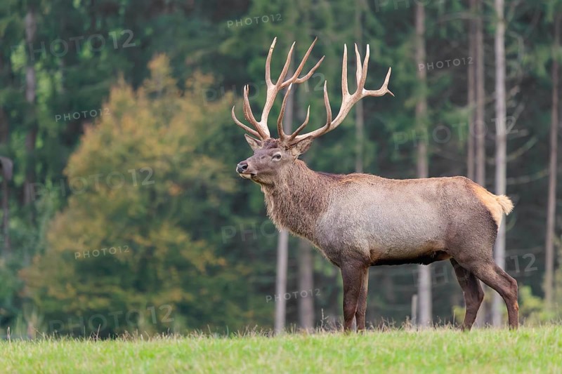 An Altai maral stag, Altai wapiti or Altai elk (Cervus canadensis sibiricus) crosses a meadow in the first light of the day. The antlers glow in that beautiful ight