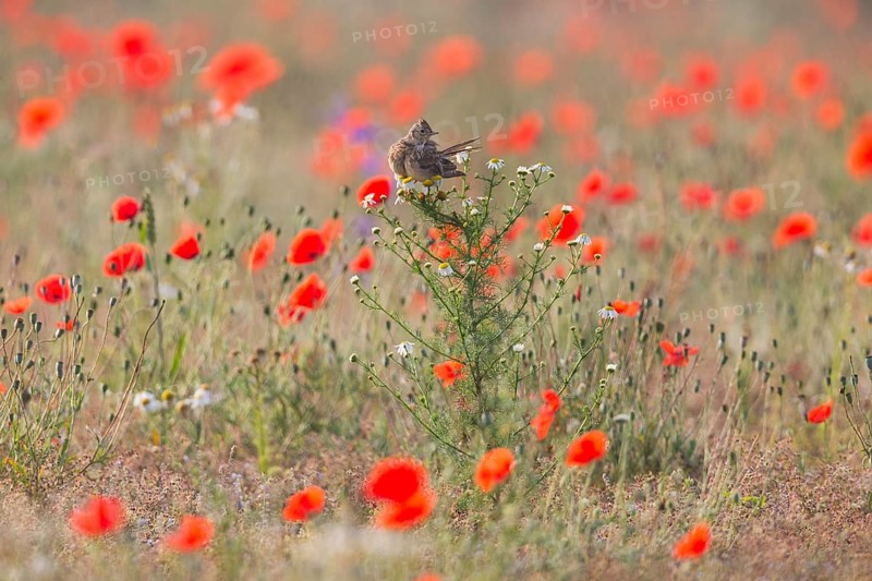 Skylark (Alauda arvensis), adult bird, perched on a Ox-eye daisy plant, amongst flowering poppies, in a fallow field, Hesse, Germany, Europe
