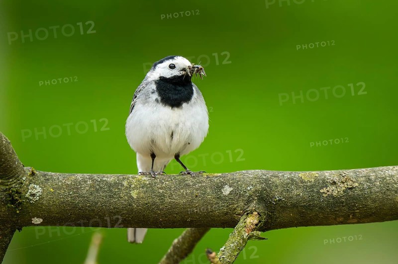 White wagtail (Motacilla alba) sitting on a branch, Bavaria, Germany, Europe