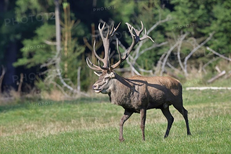 Red deer (Cervus elaphus) in rutting season, capital stag twenty-pointer running across a forest clearing, wildlife, Sauerland, North Rhine-Westphalia, Germany, Europe