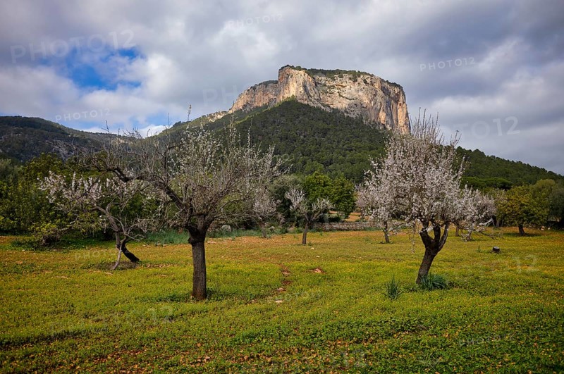 Almond blossom, almond trees, plantation, Tramuntana mountains behind, Serra de Tramuntana, Alaró, Calvià, Majorca, Balearic Islands, Balearic Islands, Spain, Europe