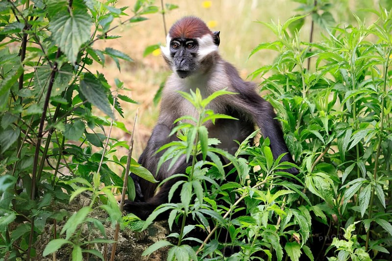 Red-crowned mangabey (Cercocebus torquatus), adult vigilant