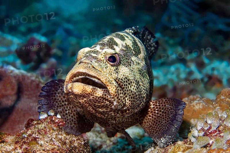 Portrait Tomato grouper (Cephalopholis sonnerati) colour variant, front view, Great Barrier Reef, Unesco World Heritage Site, Coral Sea, Coral Sea, Pacific Ocean, Cairns, Queensland, Australia, Oceania