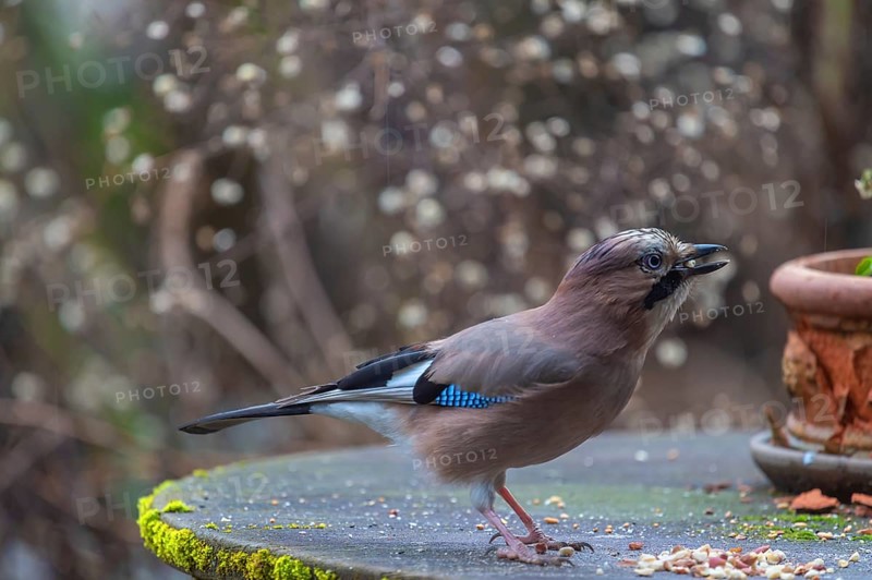 Eurasian jay (Garrulus glandarius) fetching nuts from the patio table, Bavaria, Germany, Europe