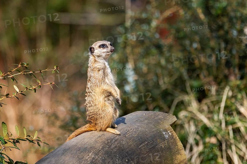 Meerkat (Suricata suricatta) standing sweet and curious in the desert, captive, occurrence Africa