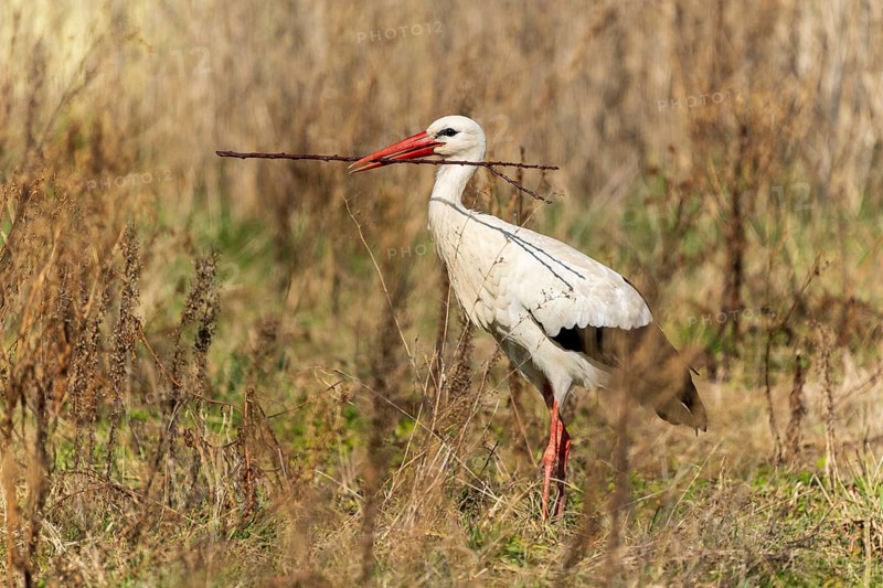 Stork balancing a stick in its beak, surrounded by dry grass, White Stork (Ciconia ciconia), wildlife, Germany, Europe