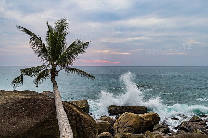 Wild beach with surf on the coast facing the Indian Ocean. Palm trees and high waves at sunset. Patong, Kathu, Phuket Island, Thailand, Asia