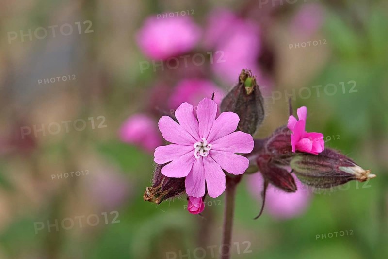 Red campion (Silene dioica), close-up of a flower in a meadow, Wilnsdorf, North Rhine-Westphalia, Germany, Europe