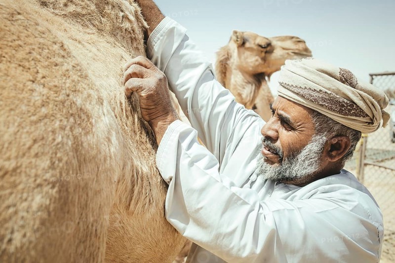 Camel breeder with his dromedaries (Camelus dromedarius) on his farm near Shisr, Dhofar, Oman, Asia