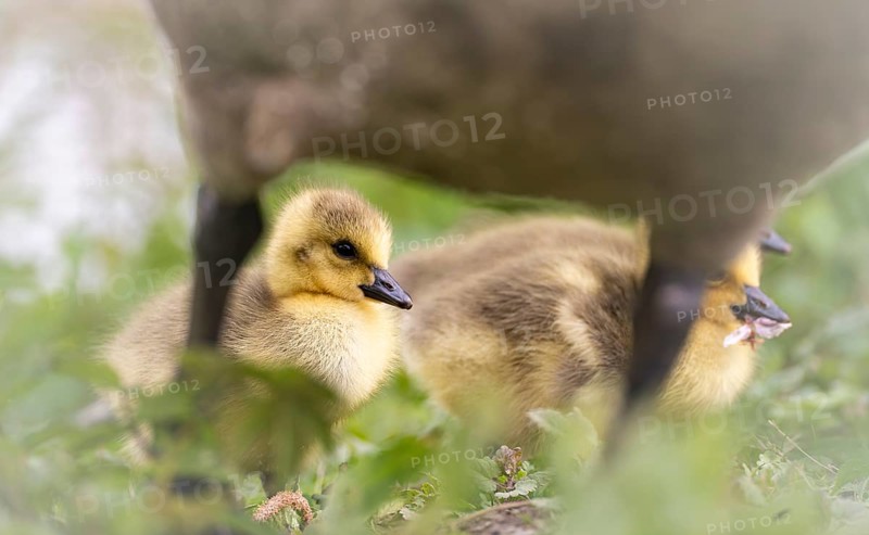 Canada goose chicks (Branta canadensis) three standing in the grass, protectively surrounded by the legs of the adult parent, Rombergpark, Dortmund, North Rhine-Westphalia, Germany, Europe