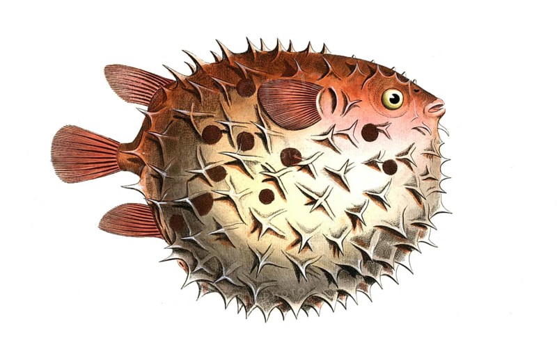 Fish, Fishes, Family of Hedgehogfish, Diodon orbicularis, Balloon fish, Prickly Bottlefish, Birdbeak Burrfish, Historic, digitally restored reproduction from a 19th century original, Record date not stated