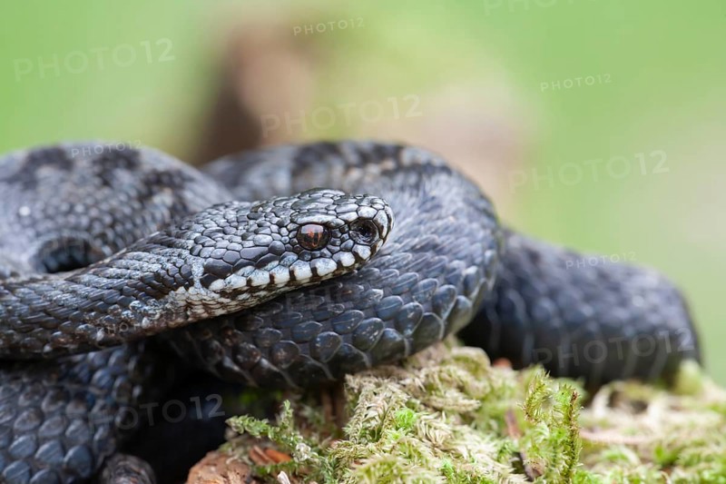 Common european adder or European viper (Vipera berus) adult black snake coiled up resting, England, United Kingdom, Europe