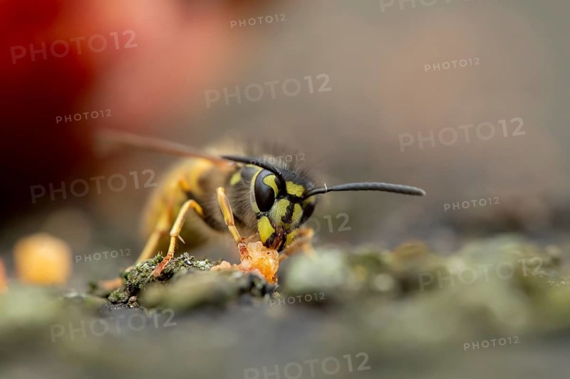 Common wasp (Vespula vulgaris) adult insect feeding on fallen fruit in a garden in summer, England, United Kingdom, Europe