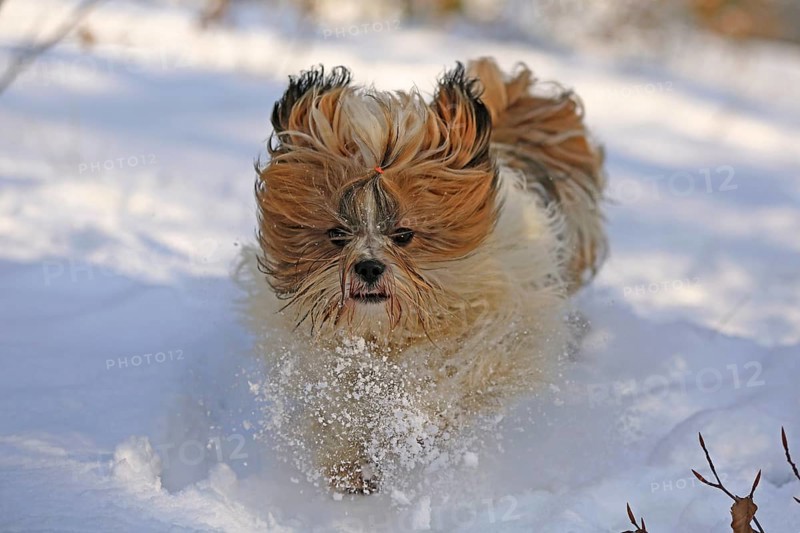 Lhasa Apso, Lhasa terrier, lion dog, Tibet, snow