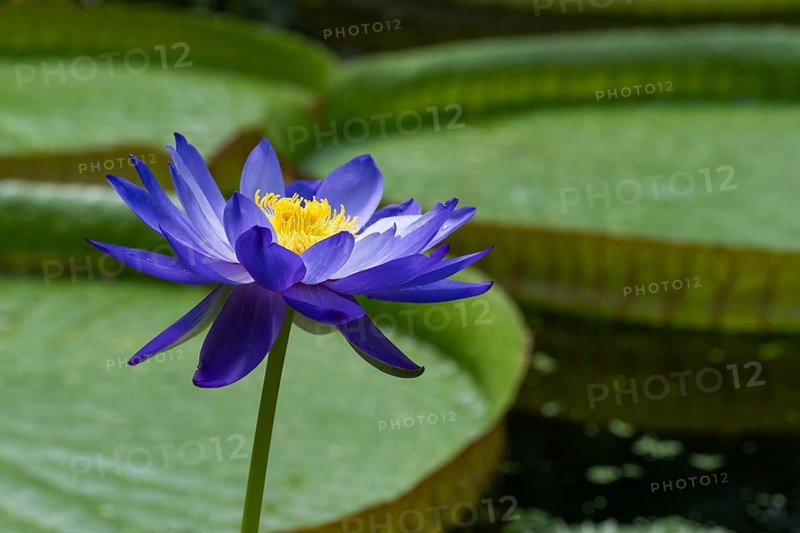 Water lily (Nymphea), Princess of Wales Conservatory, Royal Botanic Gardens (Kew Gardens), UNESCO World Heritage Site, Kew, Greater London, England, Great Britain