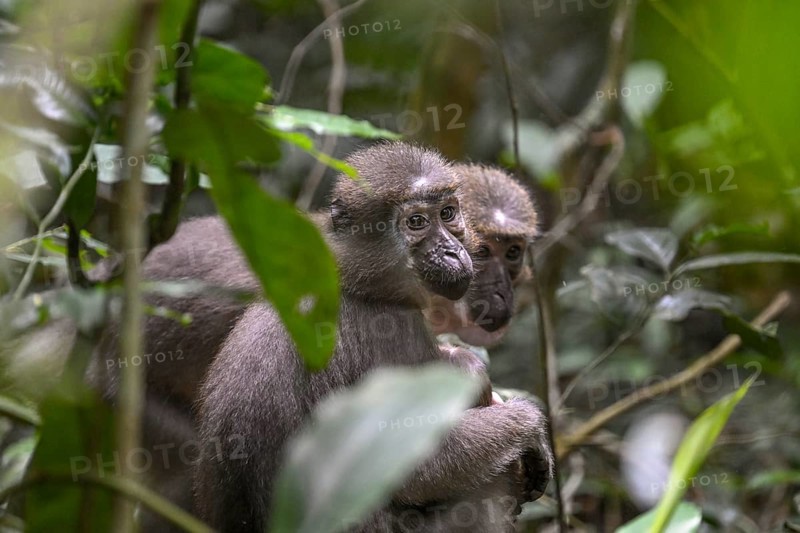 Olivet (Cercocebus agilis) near the Baï-Hokou, Dzanga-Ndoki National Park, Unesco World Heritage Site, Dzanga-Sangha Complex of Protected Areas (DSPAC), Sangha-Mbaéré Prefecture, Central African Republic, Africa
