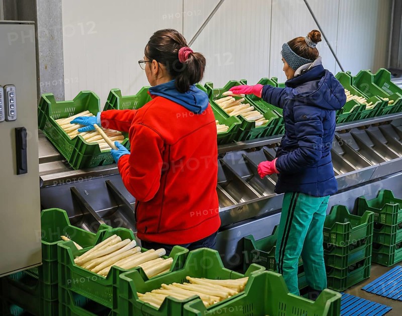 Wesel, North Rhine-Westphalia, Germany, harvest workers from Eastern Europe wash and sort the asparagus, here at a press event to mark the opening of the asparagus season at the Heinen asparagus and fruit farm, Europe