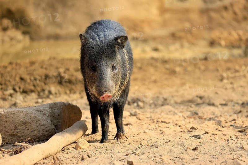 Collared peccary (Peccari angulatus), adult, foraging, South America