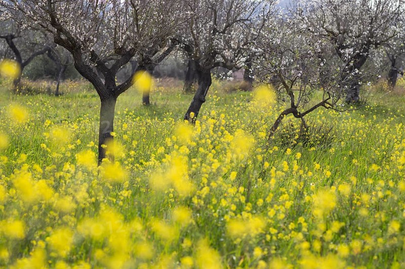 Almond blossom, almond trees, plantation, Bermuda buttercup (Oxalis pes-caprae), also known as low wood sorrel, Santa Maria del Camí, Calvià, Majorca, Balearic Islands, Balearic Islands, Spain, Europe