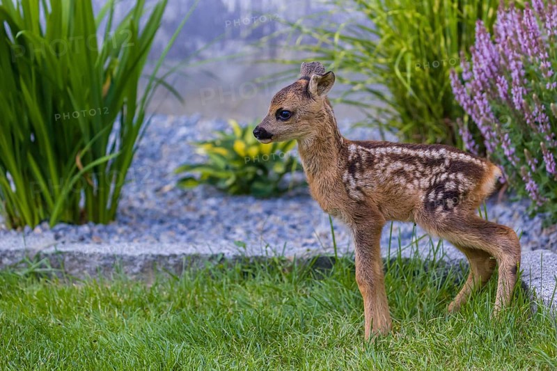 A fawn (Capreolus capreolus), standing in a garden. Hand raised orphan