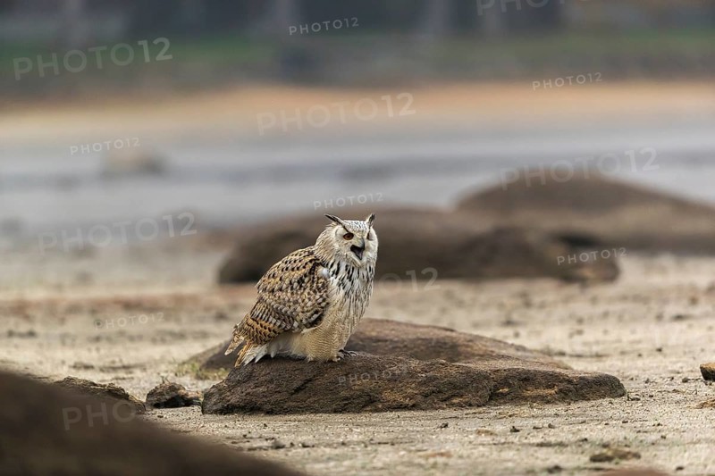 One Siberian Eagle Owl (Bubo bubo sibiricus) sitting on a rock at a dry lakeshore on an autumnal misty cold morning