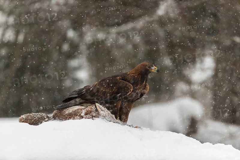 One golden eagle (Aquila chrysaetos) sitting on a carcass of a red fox on a snowy meadow during snowfall. A forest in the background