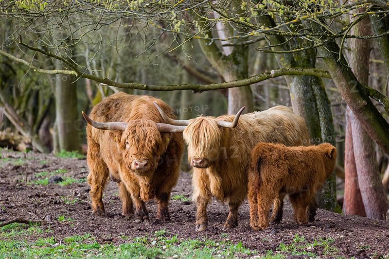 A family of Highlands (Bos (primigenius), a bull, a cow and a calf stand at a forest edge