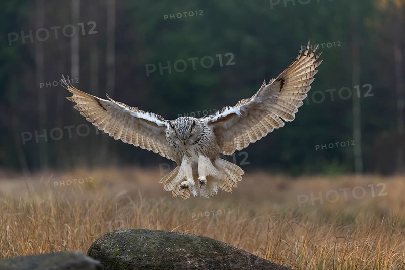One Siberian Eagle Owl (Bubo bubo sibiricus) landing on a rock between tall reed grass lakeshore on an autumnal misty cold morning