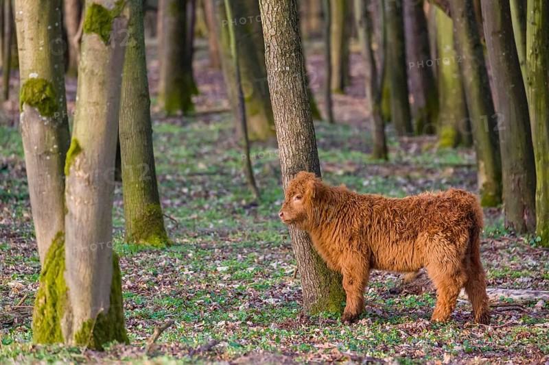 One Highland calf (Bos (primigenius) taurus) stands at a forest edge