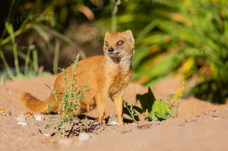 One yellow mongoose, Cynictis penicillata, or red meerkat sitting on sandy terrain