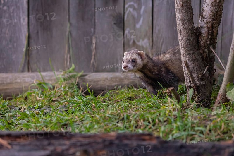 One male ferret (Mustela putorius furo) walking on grass along a wooden fence