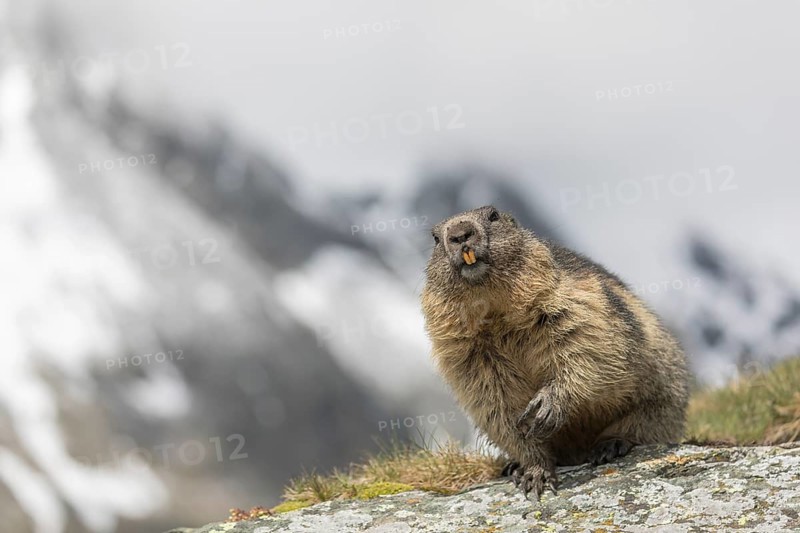 One Alpine Marmot, Marmota marmota, standing on a rock with green grass and snowy mountains in the distant background. Grossglockner high alpine road, Hohe Tauern National Park